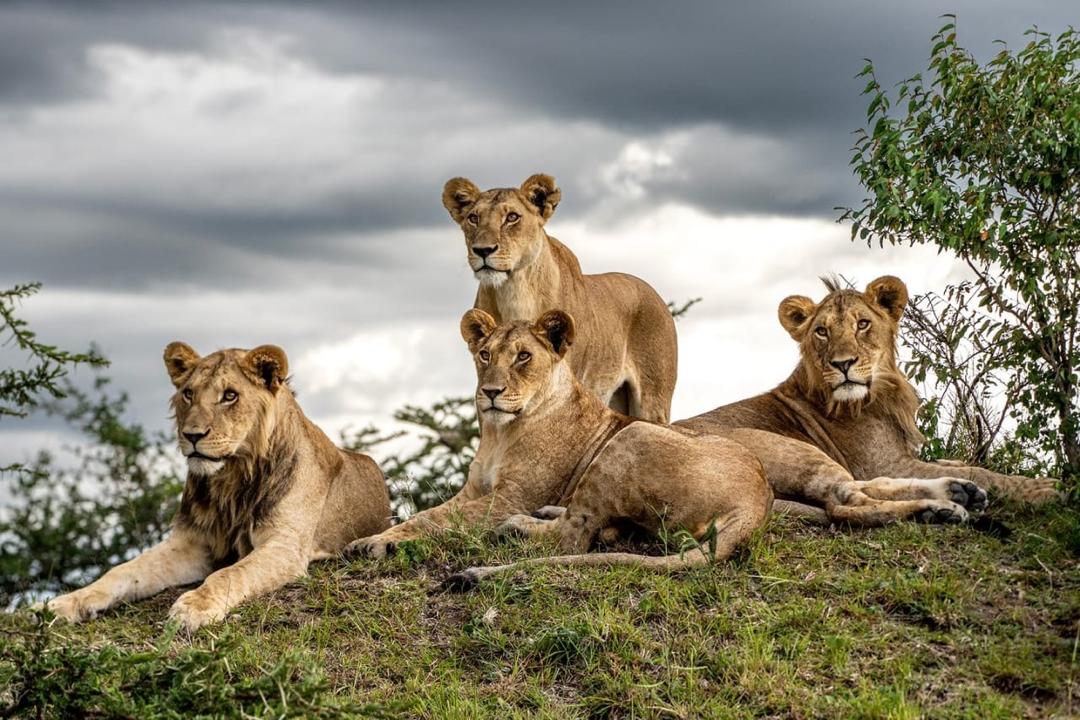 lions in the ngorongoro