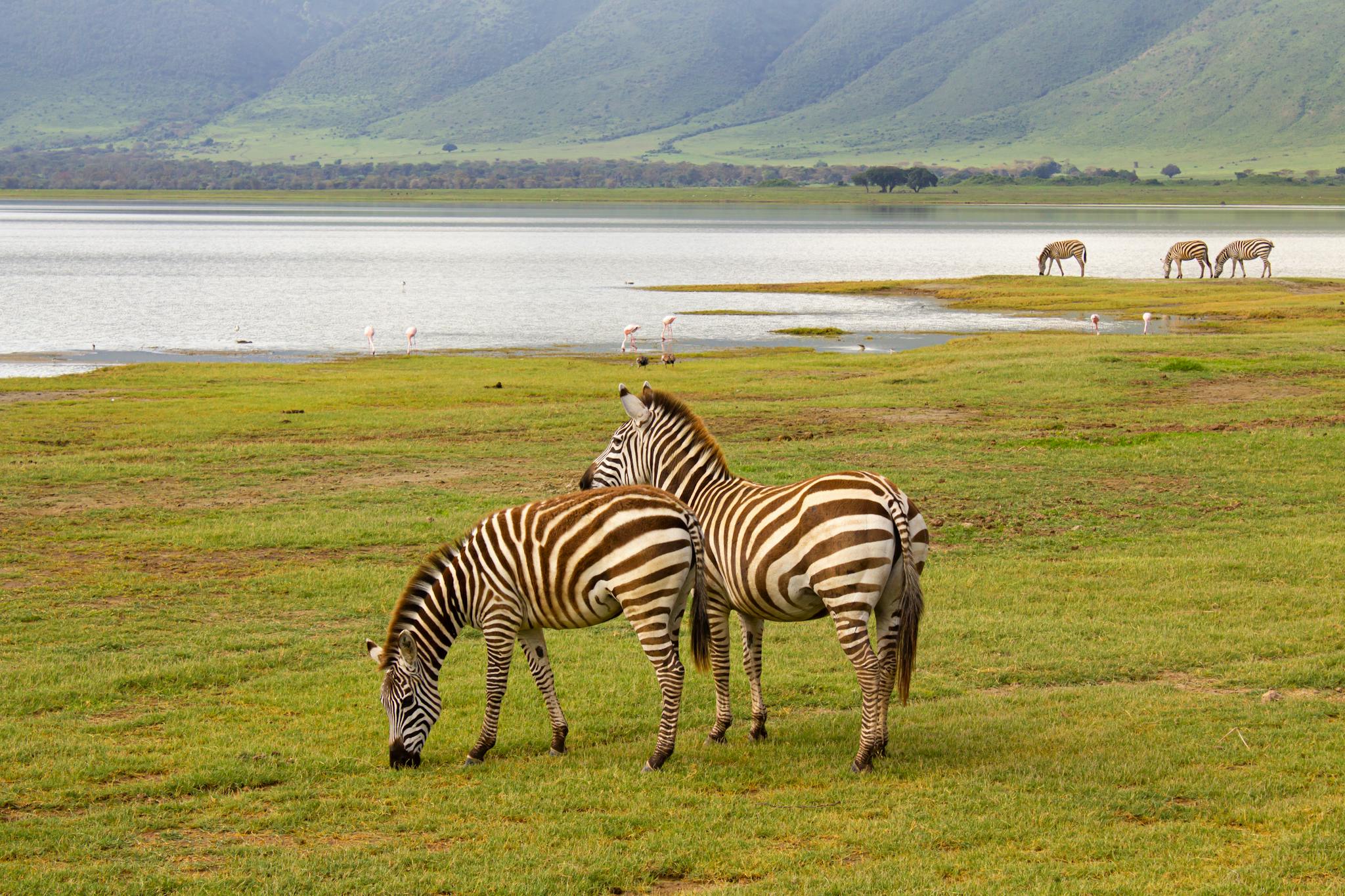Tanzania Mid-range Safaris Packages