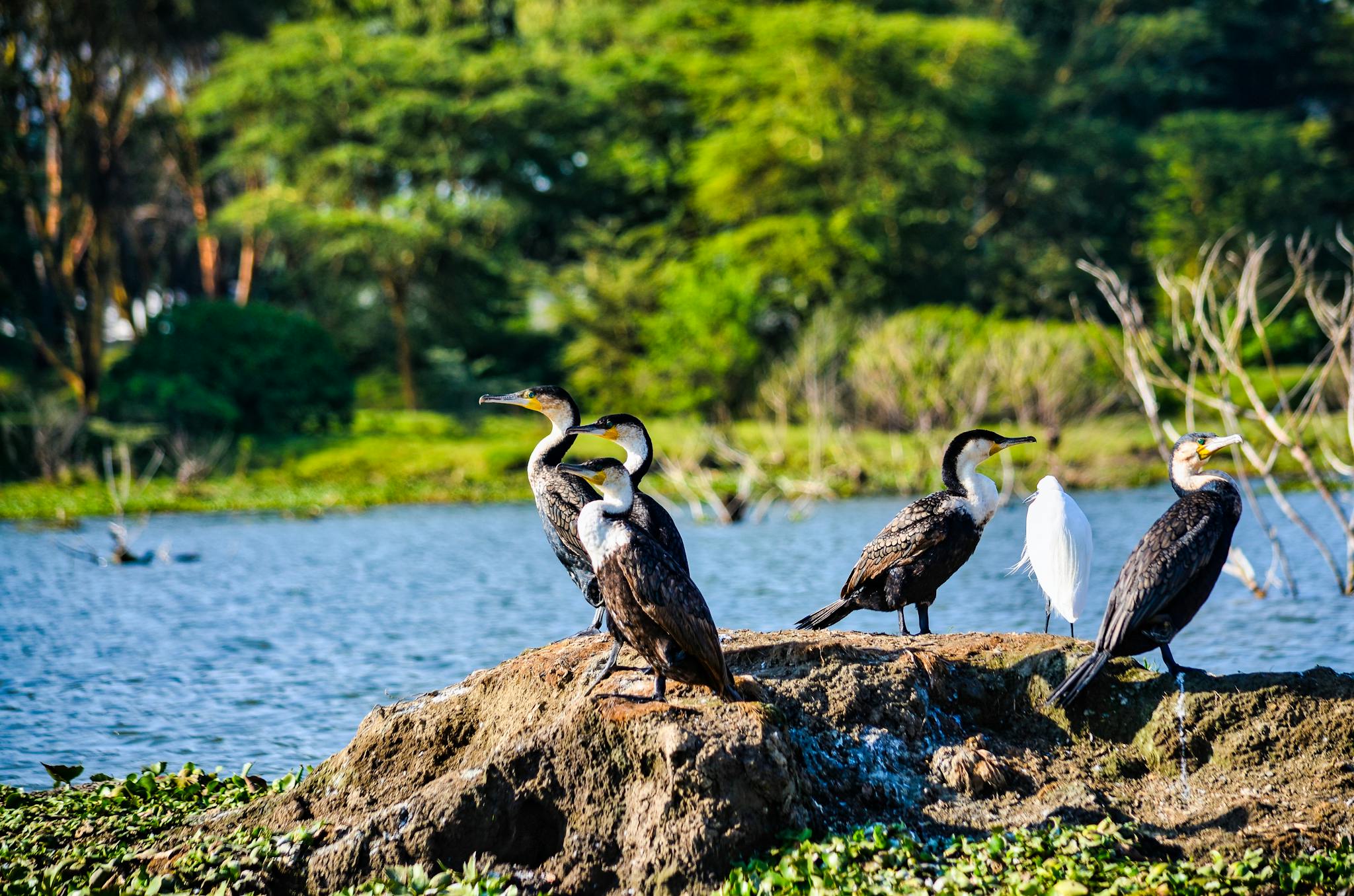 Tanzania Camping, Group & Budget Safaris