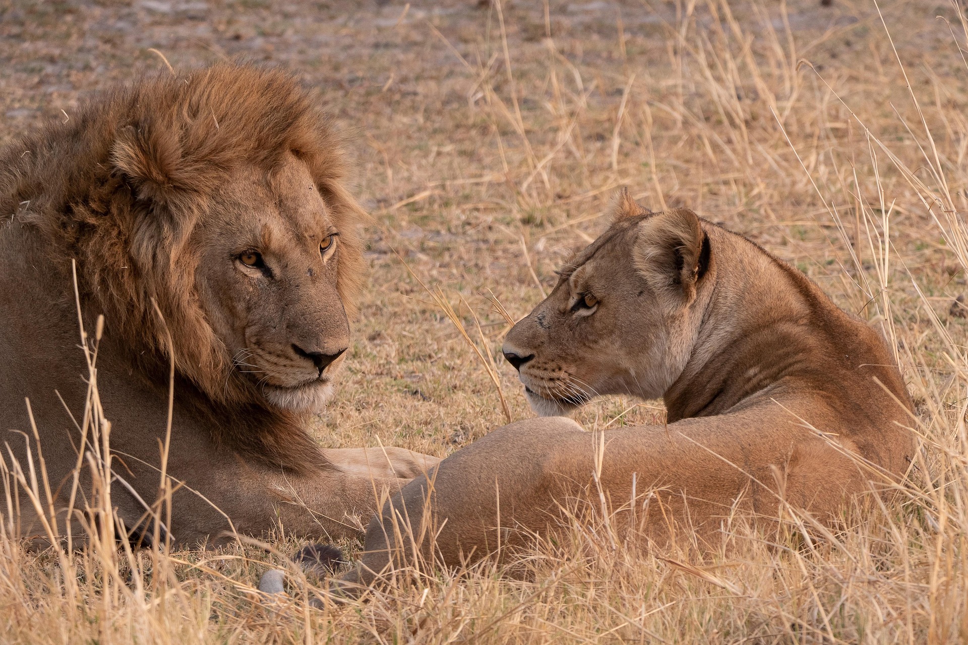 Tanzania Mid-range Safaris Packages