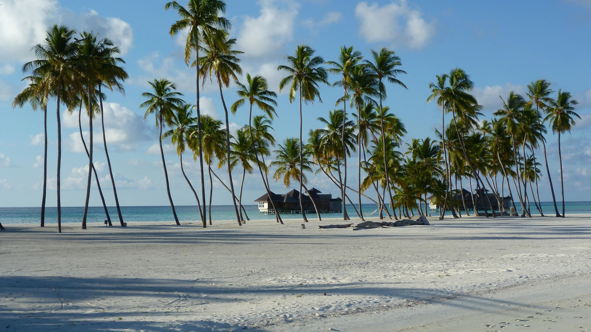 Tanzania Honeymoon Safari Best Time for a Tanzania Honeymoon Safari