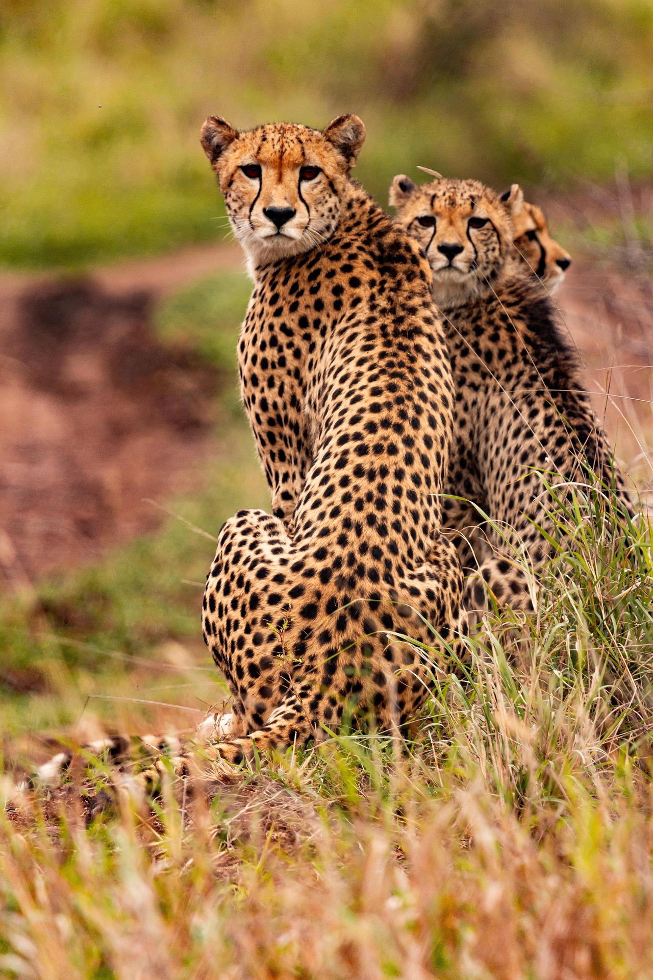 cheetas in the serengeti
