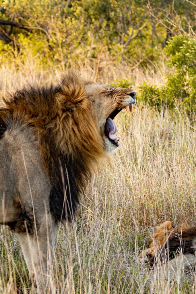 Best Time To Visit Tanzania For A Safari