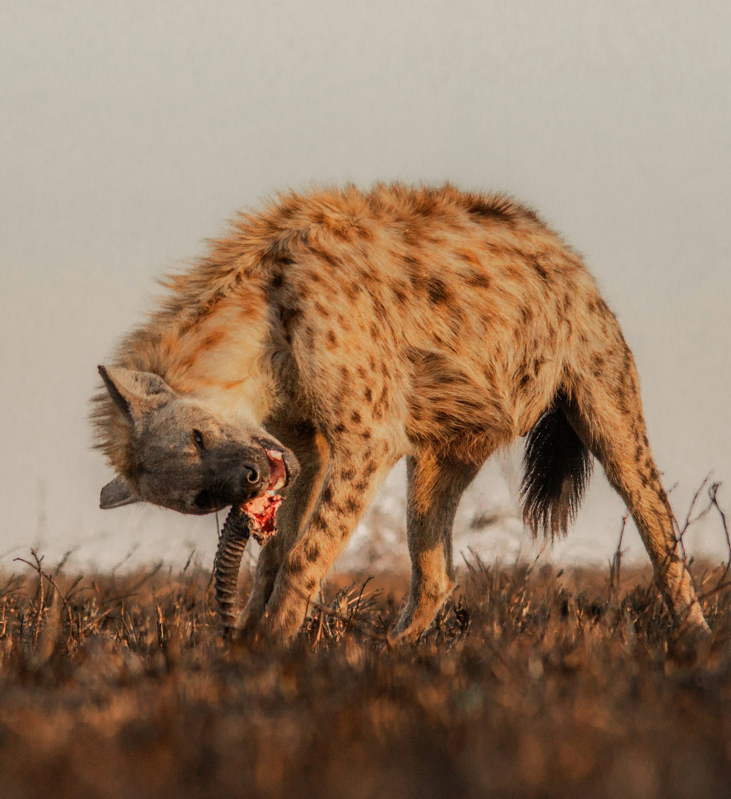 Tanzania Camping, Group & Budget Safaris