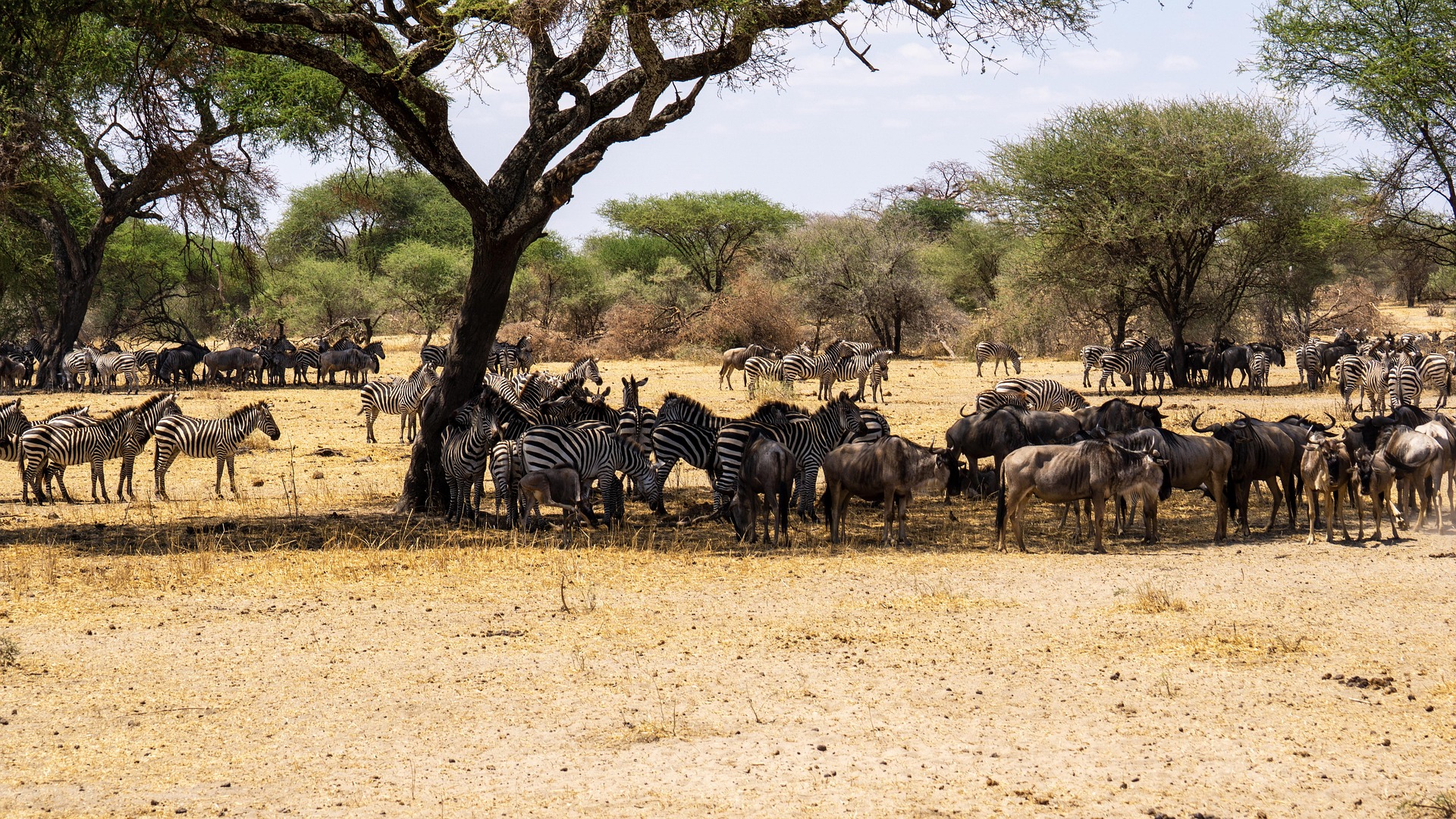 Serengeti Great Wildebeest Migration