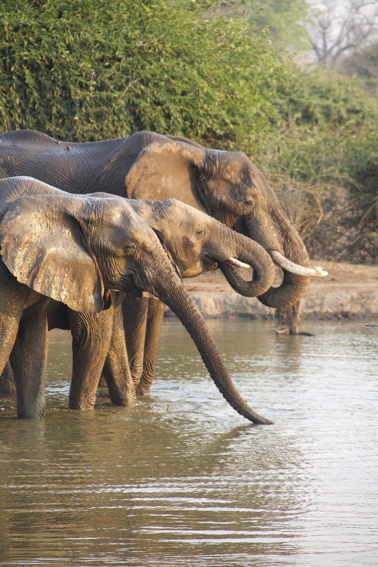 Tanzania Mid-range Safaris Packages