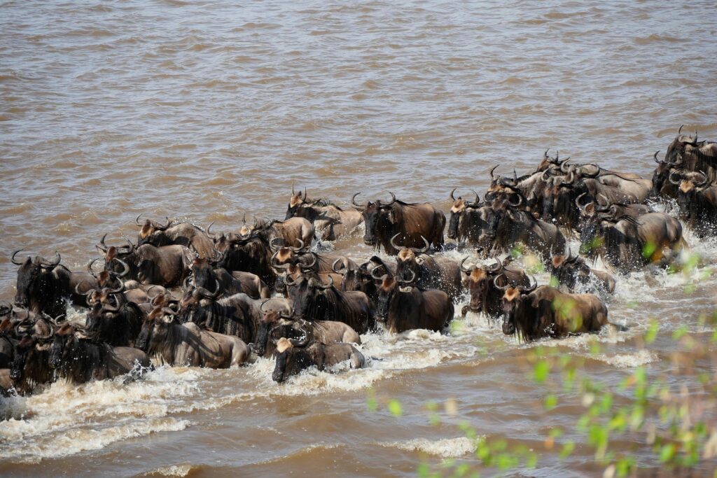 serengeti