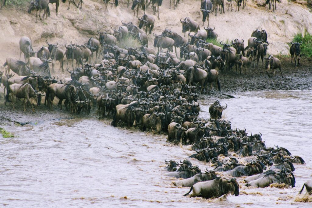 Great Migration Serengeti & Ngorongoro witnessing the Big Five Safari