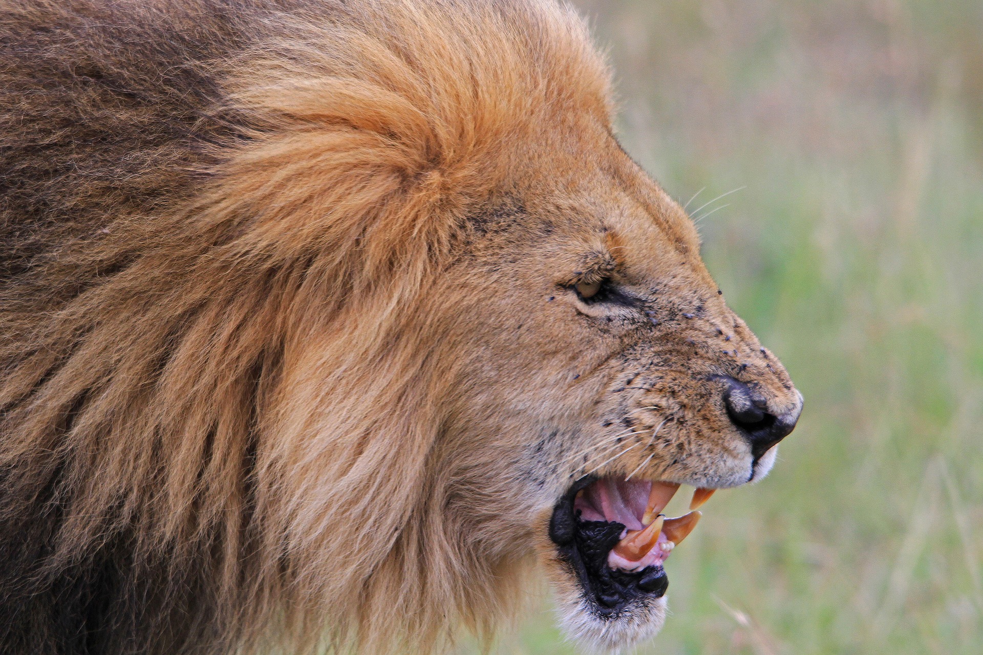 Tanzania Safari Packages