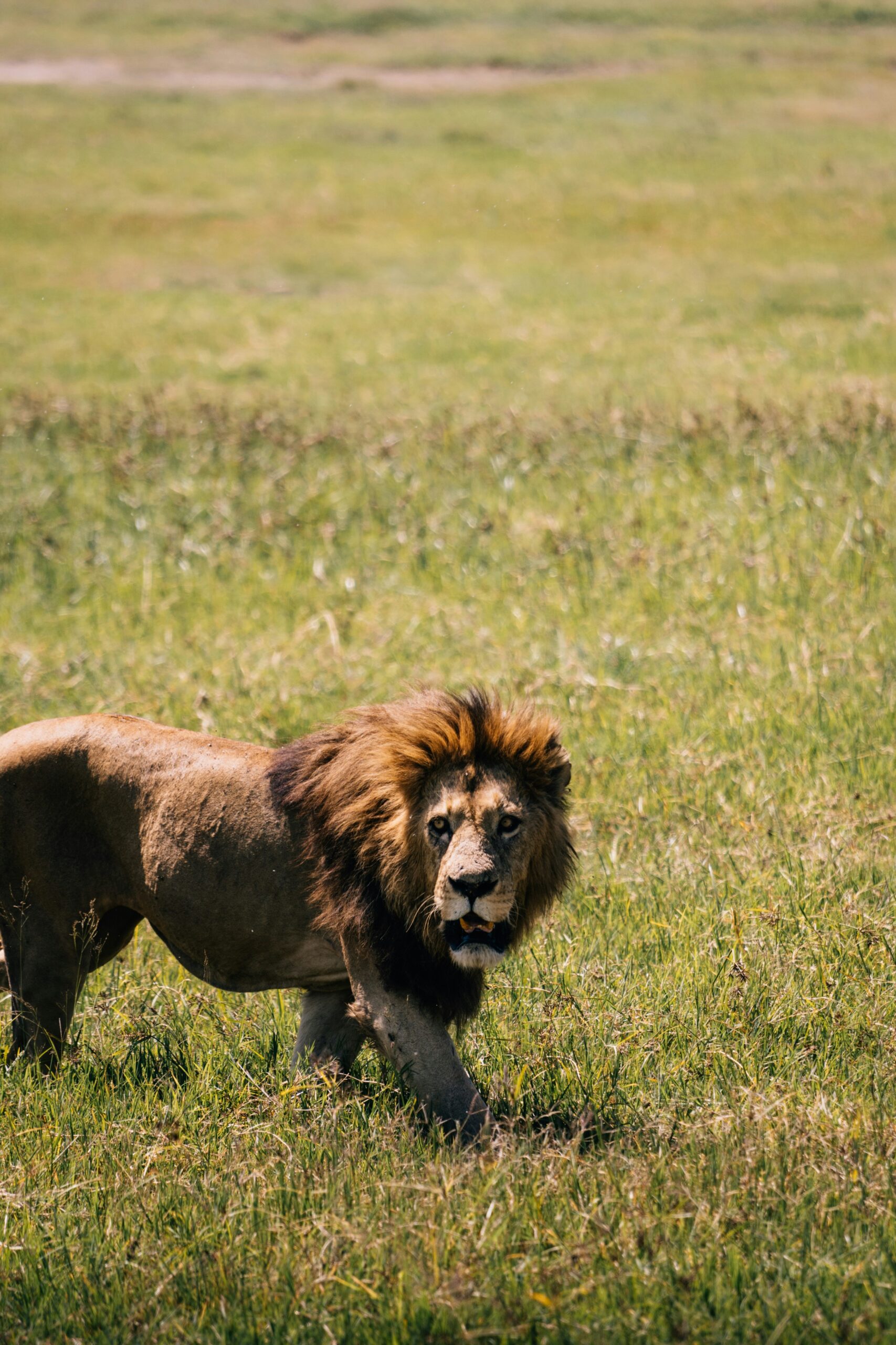 1-Day Serval Wildlife Sanctuary Tour