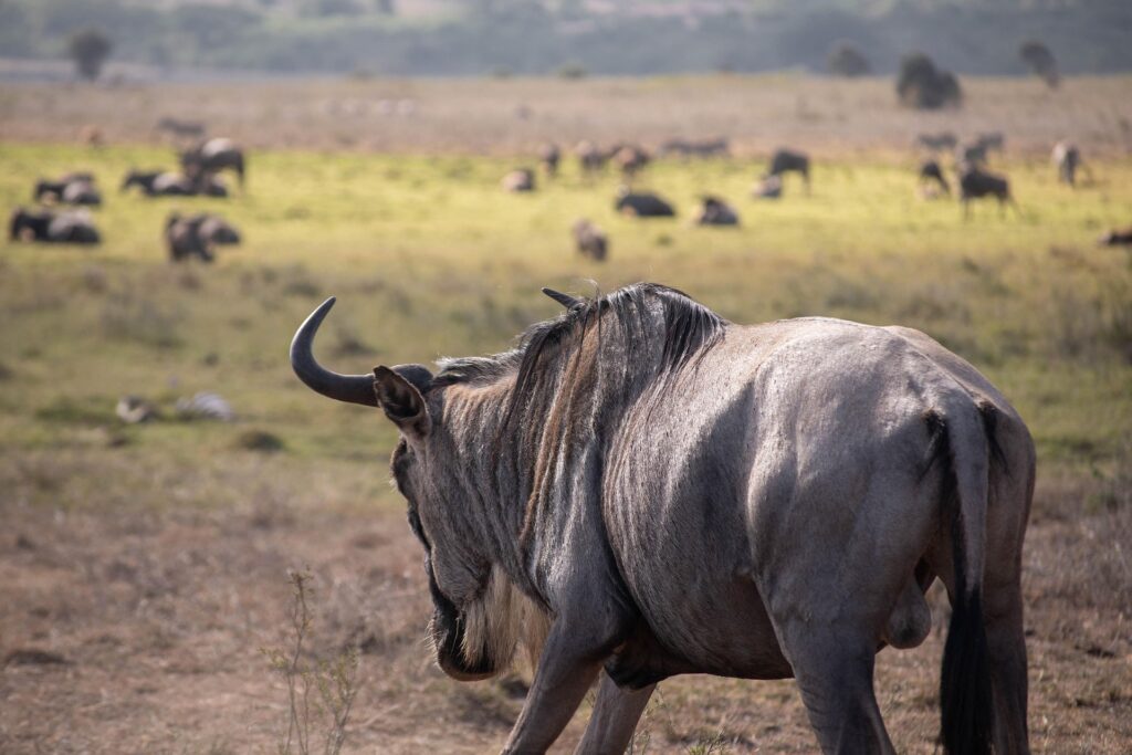 Tanzania Day Trips