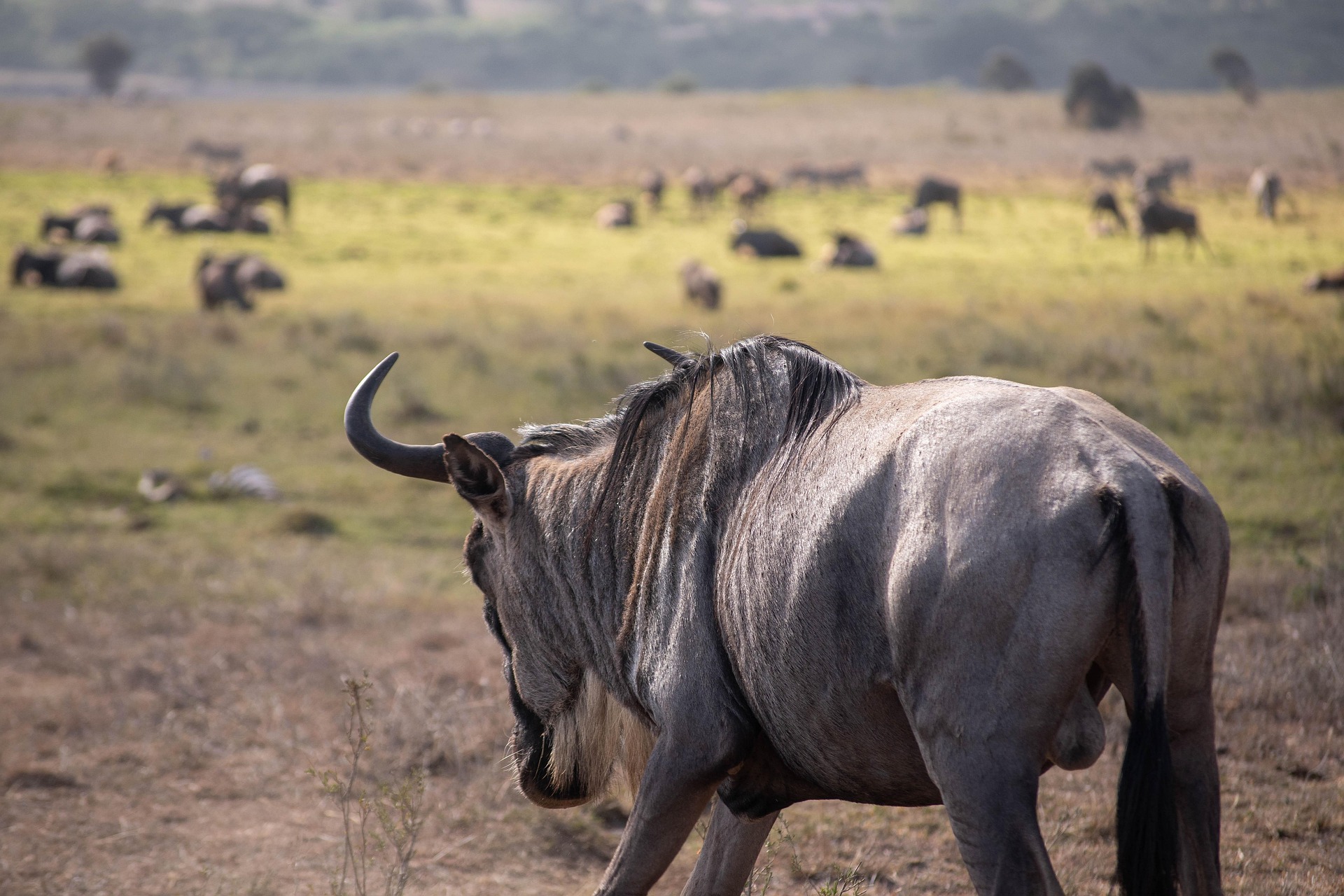 7-Day Tanzania Group Joining & Camping Safari